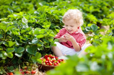 Güneşli yaz gününde meyve tarlasında çilek toplayan bir çocuk. Çocuklar kendi böğürtlen tarlanızı toplamak için taze olgun organik çilekleri beyaz sepette toplarlar. Küçük çocuk çilek yiyor..