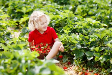 Güneşli yaz gününde meyve tarlasında çilek toplayan bir çocuk. Çocuklar kendi böğürtlen tarlanızı toplamak için taze olgun organik çilekleri beyaz sepette toplarlar. Küçük çocuk çilek yiyor..