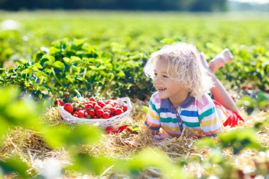 Güneşli yaz gününde meyve tarlasında çilek toplayan bir çocuk. Çocuklar kendi böğürtlen tarlanızı toplamak için taze olgun organik çilekleri beyaz sepette toplarlar. Küçük çocuk çilek yiyor..