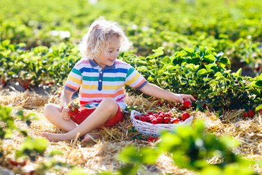 Güneşli yaz gününde meyve tarlasında çilek toplayan bir çocuk. Çocuklar kendi böğürtlen tarlanızı toplamak için taze olgun organik çilekleri beyaz sepette toplarlar. Küçük çocuk çilek yiyor..