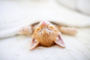 Yavru kedi uyuyor. Örgü battaniyenin altındaki kanepede kızıl kedi yavrusu. Evcil hayvan. Uyku ve rahat uyku zamanı. Ev hayvanı. Genç kediler. Evdeki sevimli komik kediler..