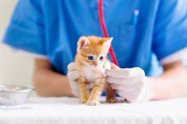 Veteriner kediyi muayene ediyor. Veteriner doktorundaki kedi yavrusu. Hayvan kliniği. Hayvan kontrolü ve aşılama. Kediler için sağlık hizmeti.