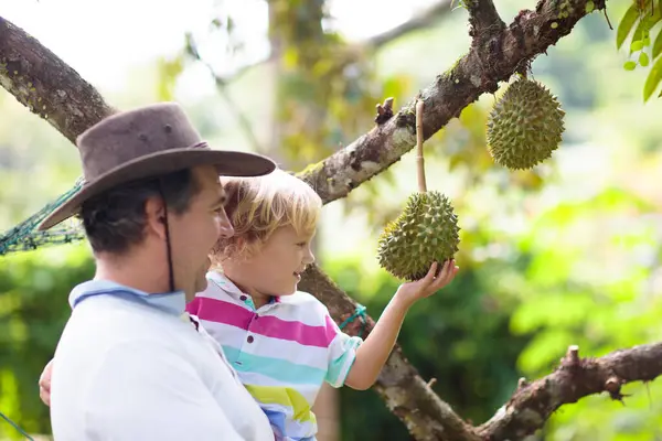 Stock image Durian growing on tree. Father and son picking exotic tropical fruits of Thailand and Malaysia. King of fruit. Man and child watching ripe durians on organic farm in South East Asia. Travel with kids