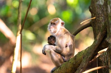 Vahşi maymun ve yeni doğmuş bebek. Ormanda uzun kuyruklu bir maymun. Yağmur ormanları hayvanı. Anne maymun çocuğunu emziriyor..