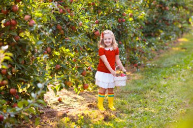 Sonbaharda bir çiftlikte elma toplayan bir çocuk. Elma ağacı bahçesinde oynayan küçük bir kız. Çocuklar sepetten meyve toplar. Sonbahar hasadında meyve yiyen bir çocuk. Çocuklar için açık hava eğlencesi. Sağlıklı beslenme.