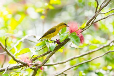 Garden sunbird on pink flower. Bird on tree. Tropical humming bird drinking nectar. Borneo wildlife. Bird watching in Asia. Hummingbird feeder. clipart