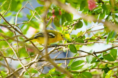 Pembe çiçekli sıradan bir iroa kuşu. Ağaçtaki kuş. Tropik uğultulu kuş nektar içiyor. Borneo yaban hayatı. Asya 'da kuş gözlemciliği. Sinekkuşu besleyicisi.