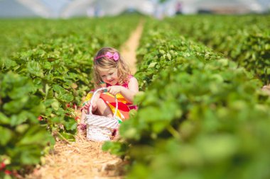 çocuk malzeme çekme çilek. çocuklar taze meyve organik çilek çiftlikte seç. Bahçe ve hasat çocuk. yürümeye başlayan çocuk olgun sağlıklı berry yeme. ülkenin açık aile yaz eğlencesi.