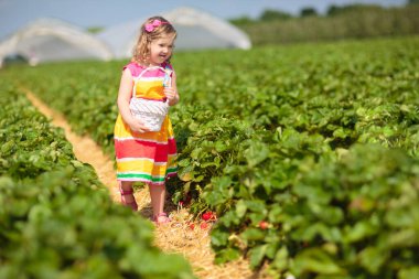 çocuk malzeme çekme çilek. çocuklar taze meyve organik çilek çiftlikte seç. Bahçe ve hasat çocuk. yürümeye başlayan çocuk olgun sağlıklı berry yeme. ülkenin açık aile yaz eğlencesi.