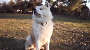 Parktaki Akita Inu köpeği. Eğlence ve sağlıklı yaşam tarzı, sonbahar ormanı. etkinlik kavramı.