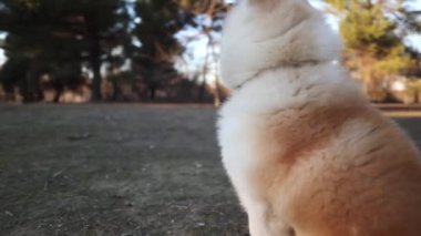 Parktaki Akita Inu köpeği. Eğlence ve sağlıklı yaşam tarzı, sonbahar ormanı. etkinlik kavramı.