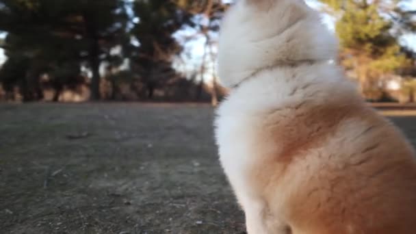 Perro Akita Inu Parque Recreación Estilo Vida Saludable Aire Libre — Vídeo de stock