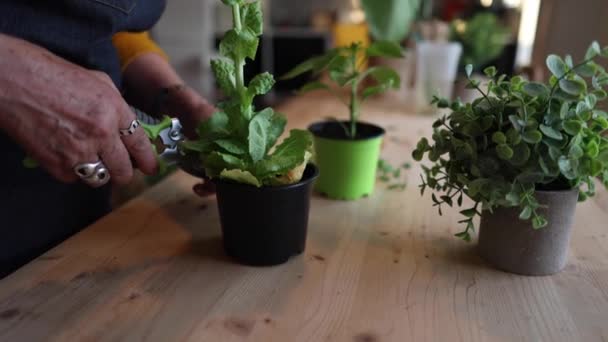 Kobieta Przycinanie Roślin Domowych Domu Ogrodnictwo — Wideo stockowe
