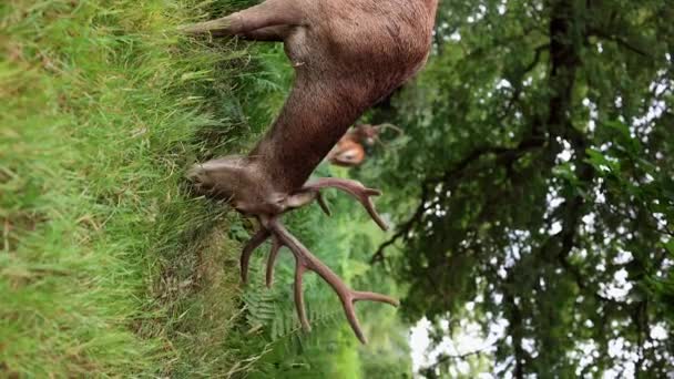 Close Cervo Macho Vermelho Olhando Para Câmera Seu Habitat Natural — Vídeo de Stock