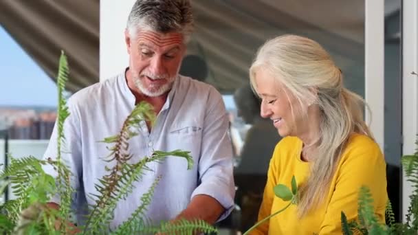 在花园里照顾植物的一对成熟的夫妇 — 图库视频影像