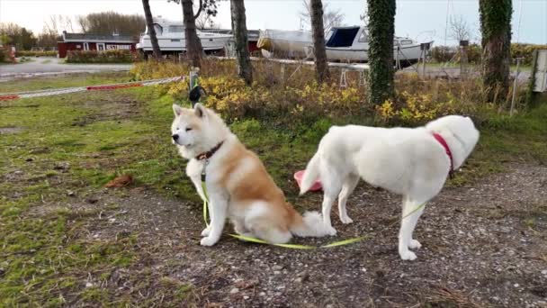 Nordische Hunde Sitzen Gefesselt Einem Baum — Stockvideo