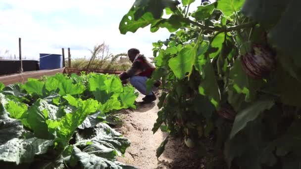 Afrikalı Kıdemli Adam Bahçede Tarım Yapıyor — Stok video