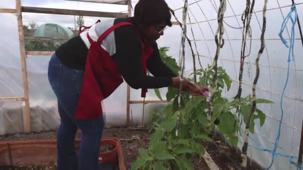 Ηλικιωμένη Γυναίκα Στον Κήπο Του Θερμοκηπίου Που Φροντίζει Φυτά — Αρχείο Βίντεο