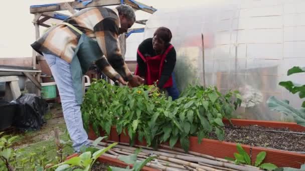 Idősek Kertészeti Gondozása Üvegházakban — Stock videók