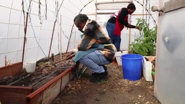Ηλικιωμένος Άνθρωπος Καλλιέργεια Εδάφους Στην Κοινότητα Θερμοκήπιο — Αρχείο Βίντεο