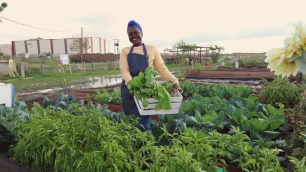 Zářící Mladá Žena Pečuje Svůj Zahradní Pozemek Obklopený Hojností Čerstvých — Stock video