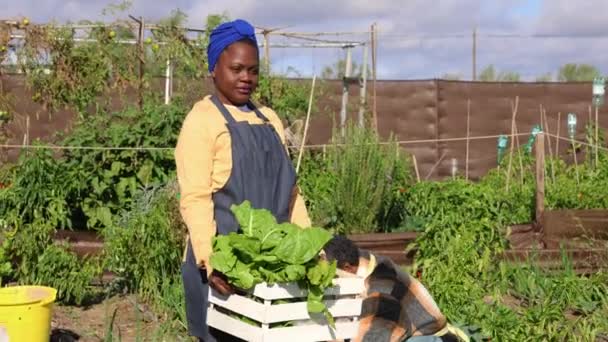 Una Mujer Madura Alegre Mostrando Productos Frescos Parcela Jardín Comunitario — Vídeo de stock