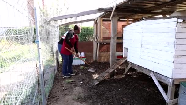 Perempuan Mature Bekerja Backyard Chicken Coop — Stok Video