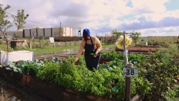 Šťastný Mladý Zahradník Slunečný Den Pečující Živou Svěží Zeleninovou Zahradu — Stock video