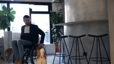 İş yerinde tekerlekli sandalyedeki iş adamı köpeklerin arasında dolaşıyor ve iş arkadaşlarıyla kahvaltıda buluşuyor. -