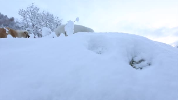 Zwei Flauschige Hunde Erkunden Einen Verschneiten Wald Und Bringen Leben — Stockvideo