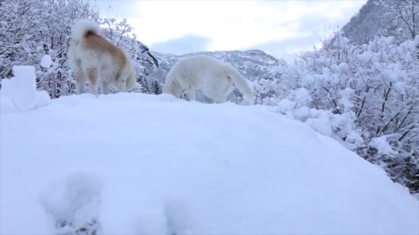 Собака Смотрит Заснеженный Лес Иллюстрируя Мир Общение Животных Зимних Условиях — стоковое видео