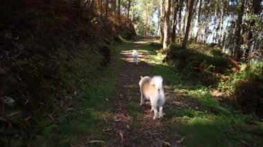 İki köpek sık ağaçlar ve yeşilliklerle çevrili yaprak gibi orman yolunda yürüyor..