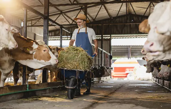 stock image Elderly farmer pushing a wheelbarrow with hay, feeding cows in a barn on a sustainable organic farm.