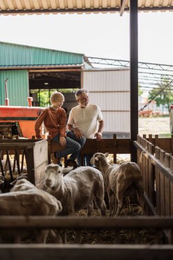 Büyükbaba ve torun, ahırda koyun ağılında oturup gülümseyerek çiftlik hayatının tadını çıkarıyorlar..
