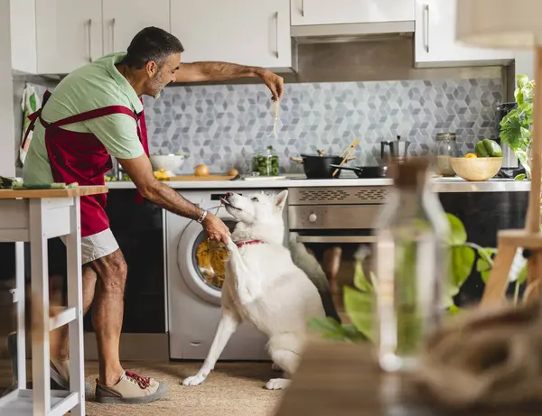 Olgun bir adam, modern bir mutfakta beyaz köpeğine mutlu bir şekilde yemek veriyor. Sevgi ve beraberlik gösteriyor.