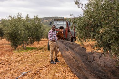 Zeytin hasadı sırasında işbirliği yapan çok nesilli tarım işçileri, doğal bir meyve bahçesinde ağlar ve bir traktör kullanarak, somutlaştırıcı takım çalışması ve sürdürülebilir tarım