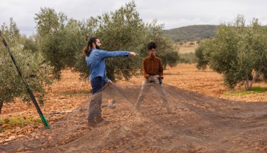 İki tane etnik çeşitlilikte genç çiftçi zeytin topluyorlar, zeytin koruluğunda ağ kullanıyorlar, ve adam hasat etmek için bir sonraki ağacı işaret ediyor.