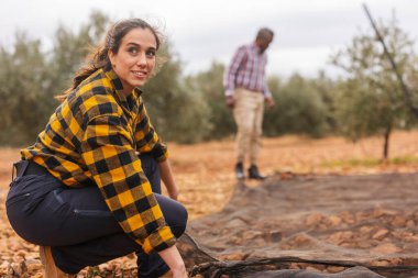 Çok ırklı ve çok nesilli çiftçiler zeytinlikte zeytin toplayarak birlikte çalışarak olgun meyveleri toplamak için ağlar kullanıyorlar.