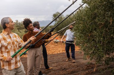 Birlikte çalışan çok ırklı çiftçiler zeytinlikte zeytin topluyorlar. Ağaçlardan olgun meyveleri toplamak için uzun tırmıklar kullanıyorlar.