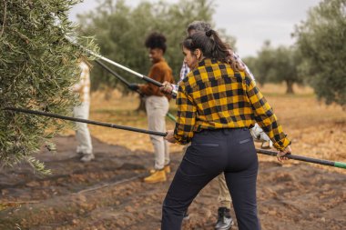 Çiftçilerden oluşan çok nesilli ve çok ırklı bir ekip, meyve bahçesinde zeytin topluyorlar. Ağaçlardan olgun zeytinleri ağlara atmak için uzun çubuklar kullanıyorlar.
