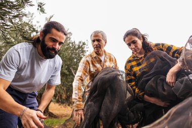 Çok ırklı ve çok nesilli çiftçiler ağaçlıkta zeytin topluyor, ağlar kullanıyor, sürdürülebilir tarımda birlikte çalışıyorlar.