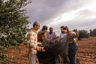 Çok ırklı ve çok nesilli çiftçiler zeytin dolu bir ağı ellerinde tutarak birlikte çalışıyorlar, zeytin bahçesinde, bulutlu bir gökyüzünün altında.