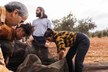 Çok ırklı ve çok nesilli çiftçiler birlikte çalışarak, güneşli bir zeytinlikte ağlar kullanarak yerden zeytin topluyorlar.