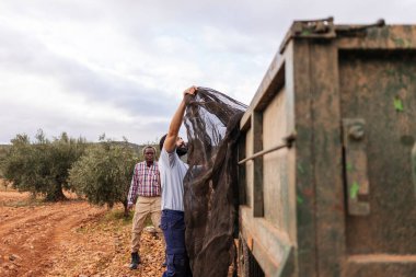 Çok ırklı ve çok nesilli tarım işçileri güneşli bir meyve bahçesinde zeytin hasadı için bir karavanın yanında ağlar hazırlıyorlar.