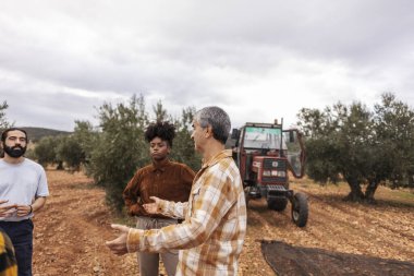 Zeytin koruluğunda zeytin toplama tekniklerini tartışan çok ırklı bir çiftçi takımı, yakınlarda bir traktör park etmiş, hasat için hazır bekliyor.