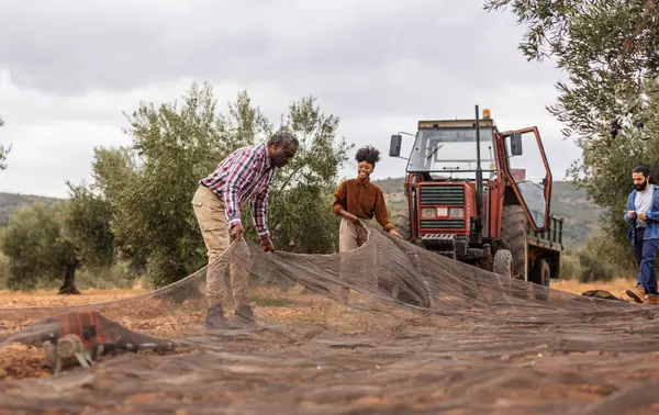 Birlikte çalışan çok nesilli çiftçiler, zeytinlikte zeytin hasadı yapıyorlar, ağlar ve traktör kullanıyorlar, geleneksel ve modern tarım uygulamalarını gösteriyorlar.