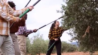 Zeytin hasadı sırasında birlikte çalışan çok ırklı çiftçi takımı, güzel bir meyve bahçesindeki olgun zeytinleri toplamak için araçlar kullanarak, tarım alanında takım çalışması ve uzmanlığını gösteriyorlar.