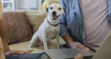 Mutlu köpek evde dizüstü bilgisayarlarla çalışan iki adam arasında rahatça oturuyor, rahat ve verimli bir günün tadını çıkarıyor, aile olarak sevgi ve bağları teşvik ediyor.
