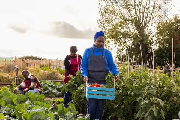 Üç çiftçi bir halk bahçesinde taze sebze topluyor, bir sandık dolusu ürünü taşıyor ve emeklerinin meyvelerinin tadını çıkarıyorlar.