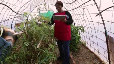 Afrika kökenli Amerikalı kadın çiftçi, veri analizi ve büyüme kontrolü için bir tablet kullanarak, sağlıklı ekinleri ve verimli tarım uygulamalarını güvence altına alarak, bir seradaki bitkileri izliyor.
